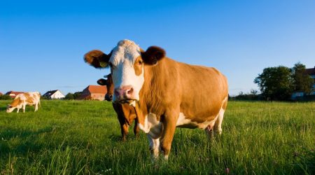 Traitement de l'eau des eaux animalières Controle de la qualite de l'eau des eaux animalières