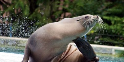 Traitement de l'eau des parcs zoologiques et eaux animalières Controle de la qualite de l'eau des parcs zoologiques et eaux animalières
